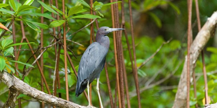 Blue-Heron-scaled
