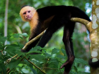 Fauna00067
