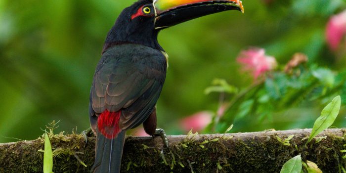 Fiery-Billed-Aracari-scaled