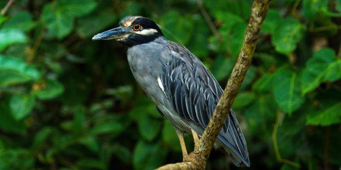Night-Heron-scaled