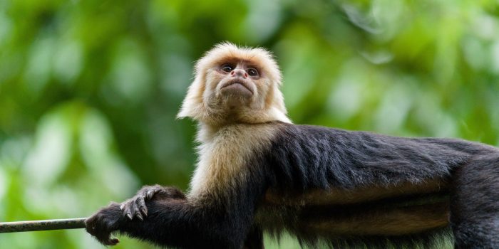 White-face-Monkey-scaled