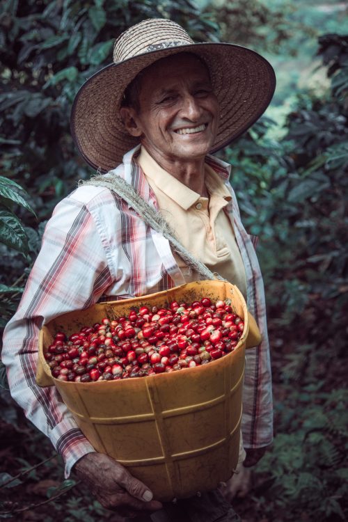 A vertical shot of a Hispanic male carrying a basket with cherry red coffee beans